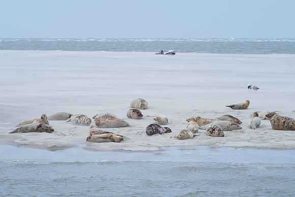 Ameland winter 2019-2020-101