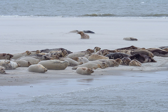 Ameland winter 2019-2020-102