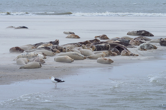 Ameland winter 2019-2020-103