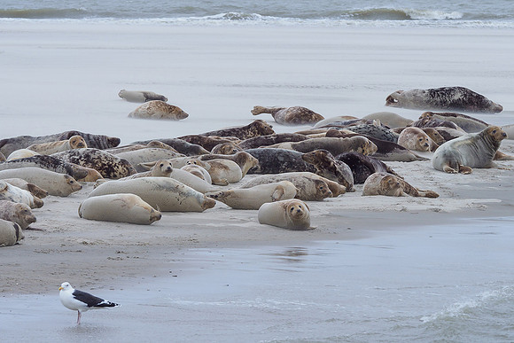 Ameland winter 2019-2020-104