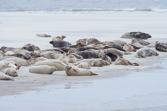 Ameland winter 2019-2020-105