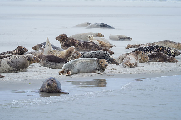 Ameland winter 2019-2020-106