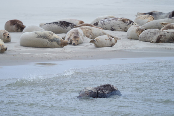 Ameland winter 2019-2020-107