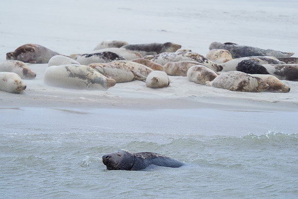 Ameland winter 2019-2020-108
