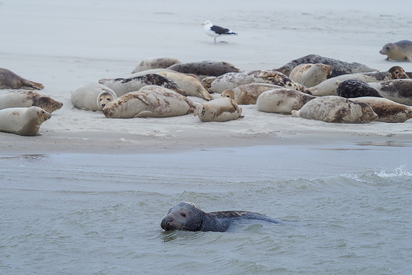 Ameland winter 2019-2020-109