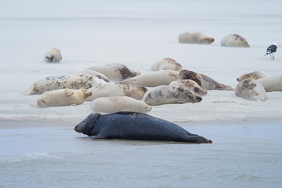 Ameland winter 2019-2020-110