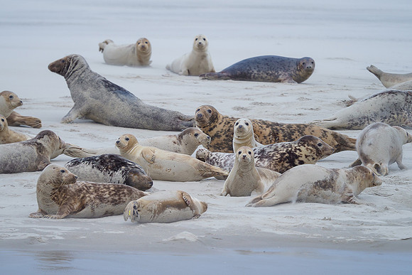 Ameland winter 2019-2020-111
