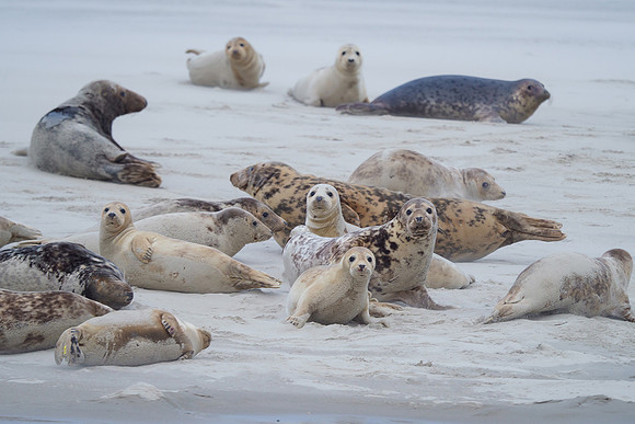 Ameland winter 2019-2020-112