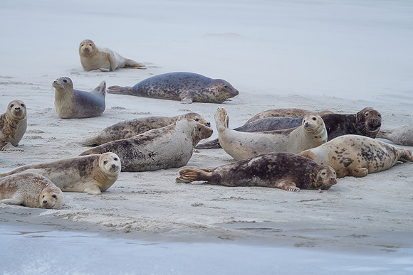 Ameland winter 2019-2020-113