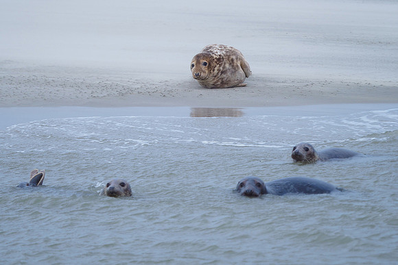 Ameland winter 2019-2020-114