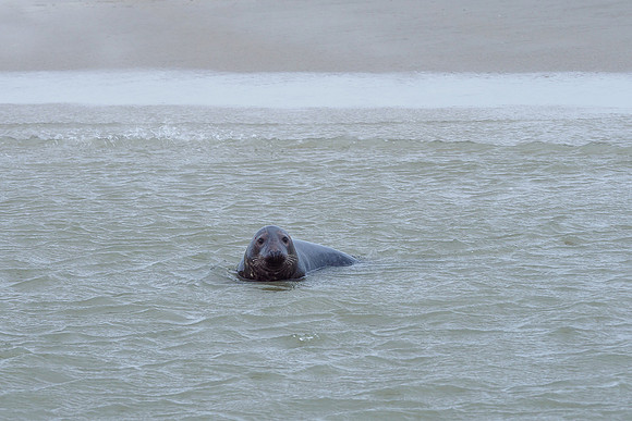 Ameland winter 2019-2020-116