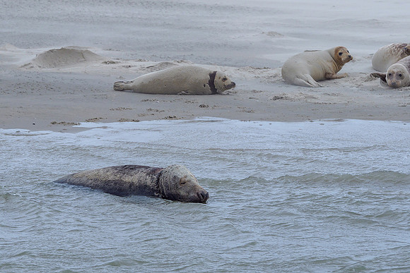 Ameland winter 2019-2020-115