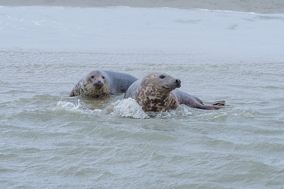 Ameland winter 2019-2020-117
