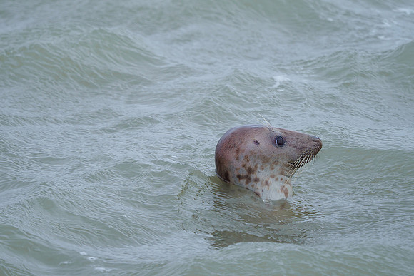 Ameland winter 2019-2020-119