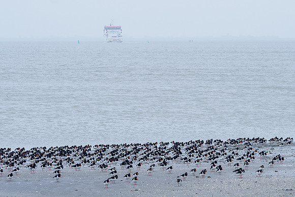 Ameland winter 2019-2020-120