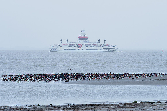 Ameland winter 2019-2020-121