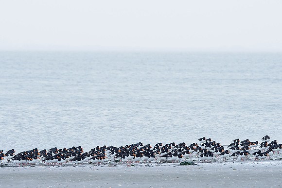 Ameland winter 2019-2020-123