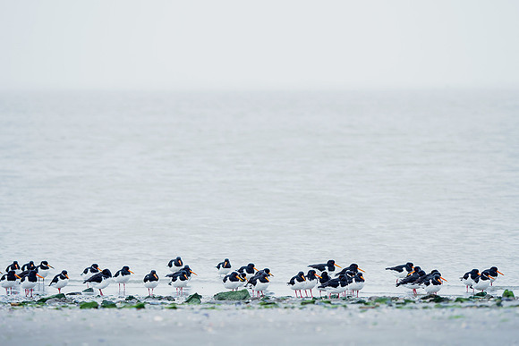 Ameland winter 2019-2020-122