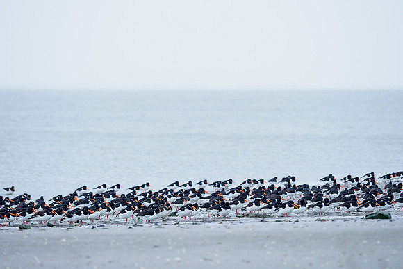 Ameland winter 2019-2020-124
