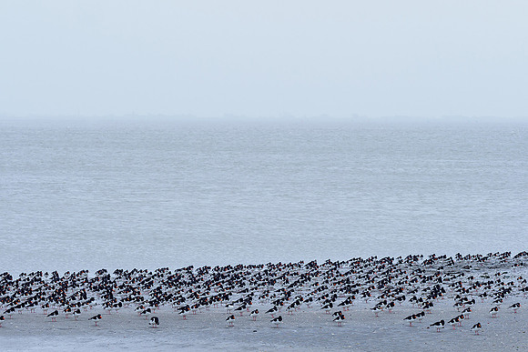 Ameland winter 2019-2020-125