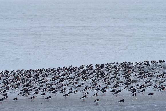 Ameland winter 2019-2020-126