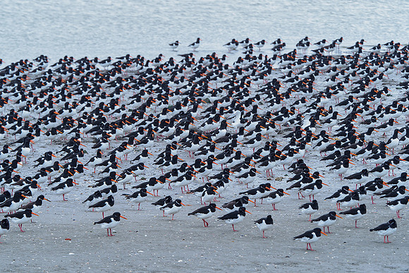 Ameland winter 2019-2020-127