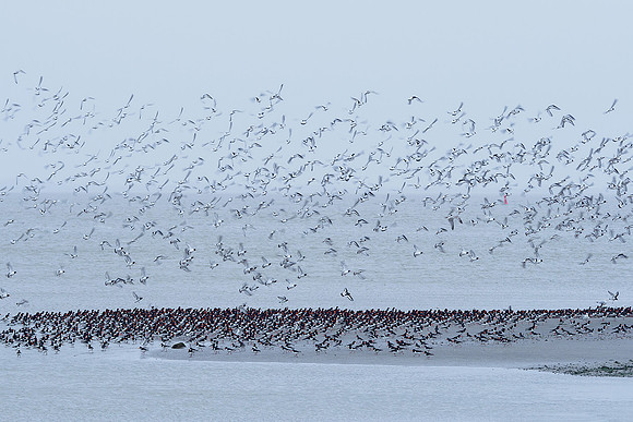 Ameland winter 2019-2020-128