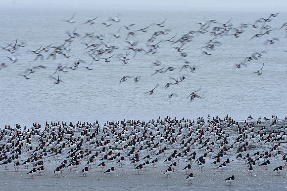 Ameland winter 2019-2020-129