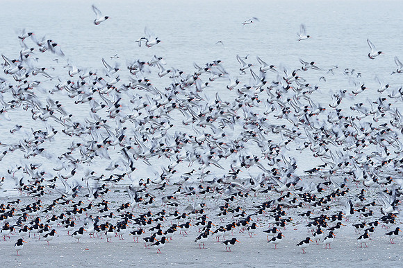 Ameland winter 2019-2020-130