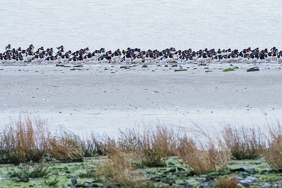 Ameland winter 2019-2020-132