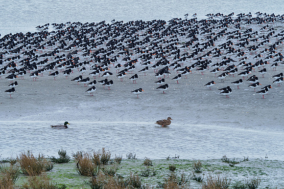 Ameland winter 2019-2020-133