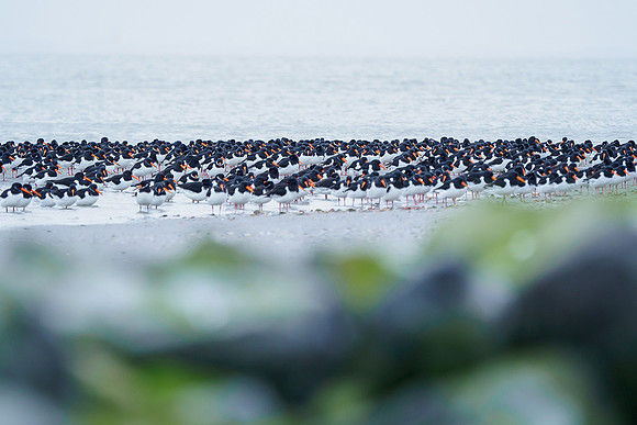 Ameland winter 2019-2020-134