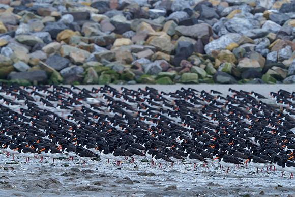 Ameland winter 2019-2020-137