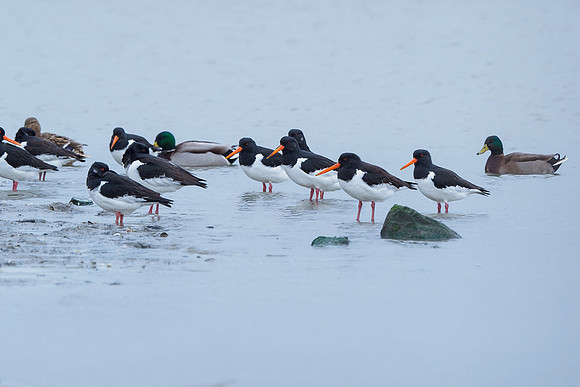 Ameland winter 2019-2020-138
