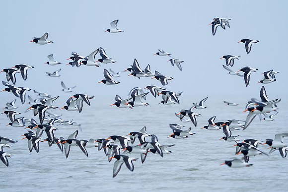Ameland winter 2019-2020-139
