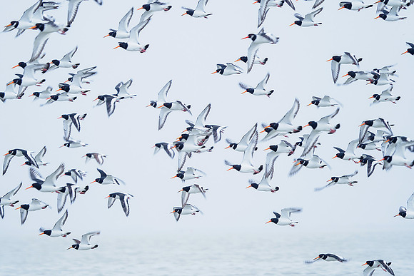 Ameland winter 2019-2020-140