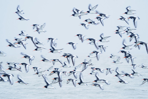 Ameland winter 2019-2020-141