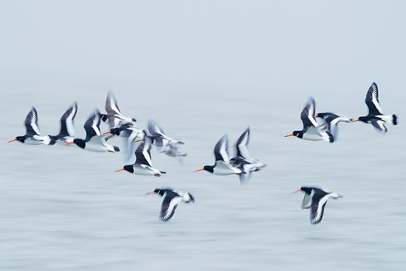 Ameland winter 2019-2020-142
