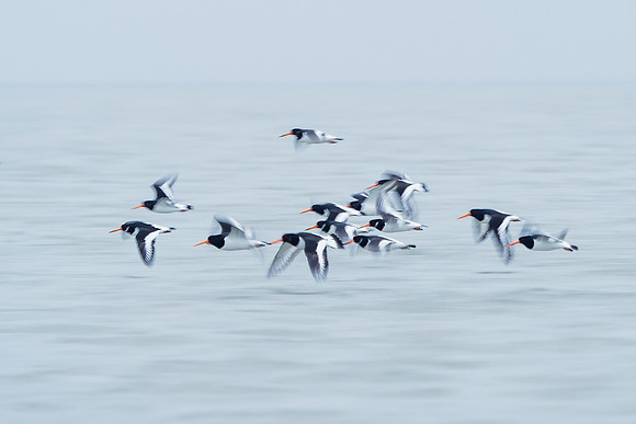 Ameland winter 2019-2020-143