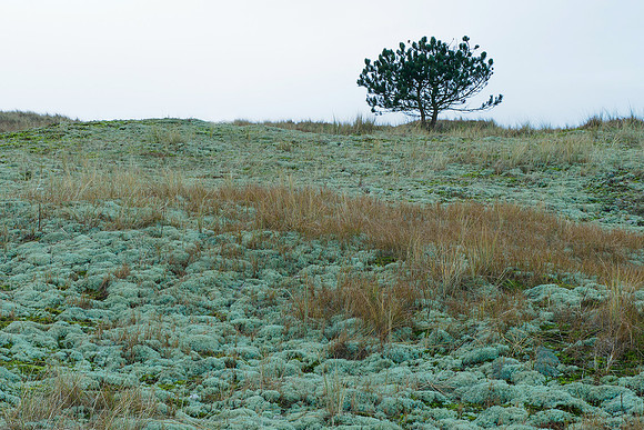 Ameland winter 2019-2020-177