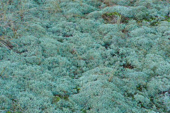 Ameland winter 2019-2020-178