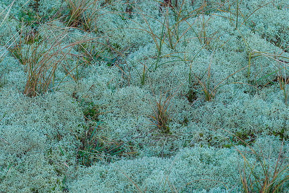 Ameland winter 2019-2020-179