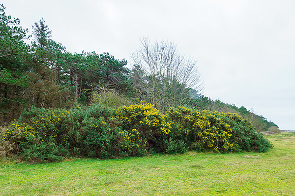 Ameland winter 2019-2020-180