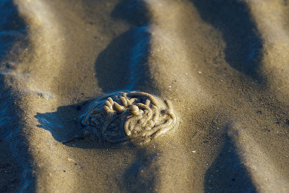 Ameland winter 2019-2020-214