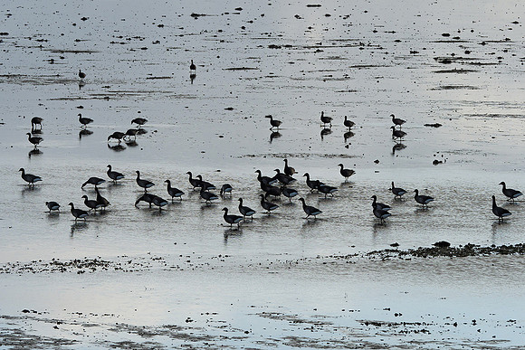 Ameland winter 2019-2020-215
