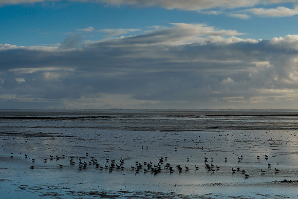 Ameland winter 2019-2020-216