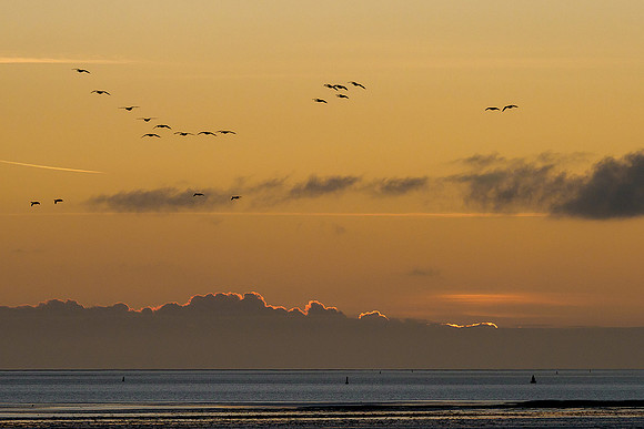 Ameland winter 2019-2020-237