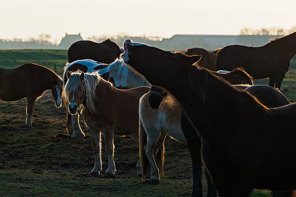 Ameland winter 2019-2020-238