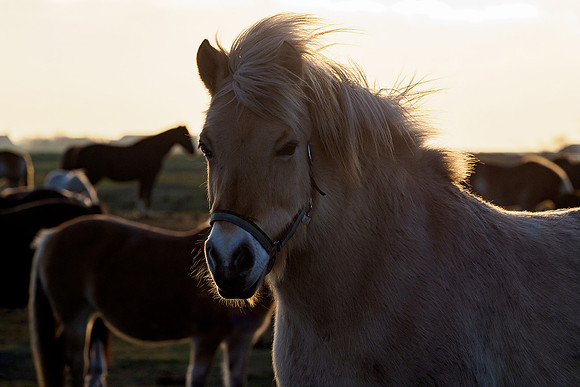 Ameland winter 2019-2020-239
