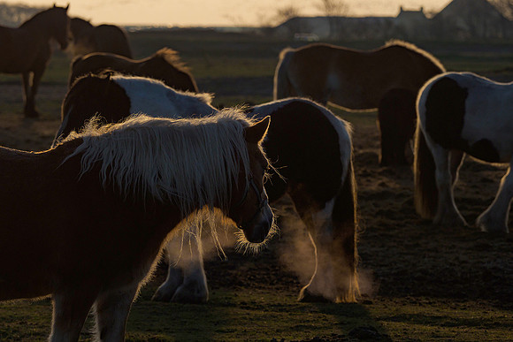 Ameland winter 2019-2020-240